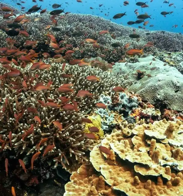 Nusa Penida 海域珊瑚礁上成千上万小鱼在珊瑚丛间游动,展示丰富海洋生物与层叠珊瑚结构
