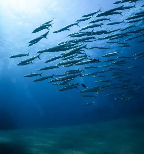 在努沙佩尼达(Nusa Penida)海域潜水拍摄,一群梭子鱼密集成群向右上方游动的水下场景。