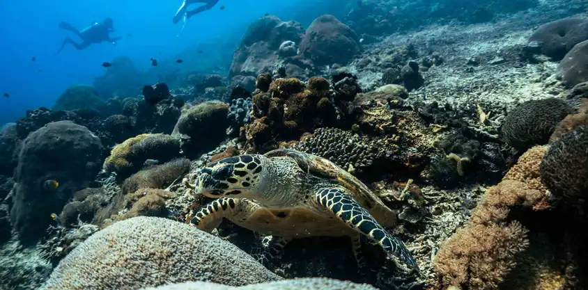 海底珊瑚礁上绿海龟在觅食，背景可见潜水员和鱼群，地点标注为 Nusa Penida。