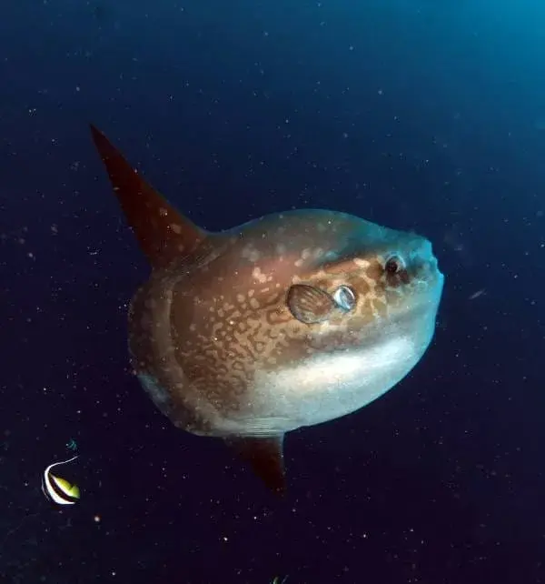 巨大的翻車魚在努沙佩尼达(Nusa Penida)海域中游動,旁有一小條礁魚衝向深藍水域。