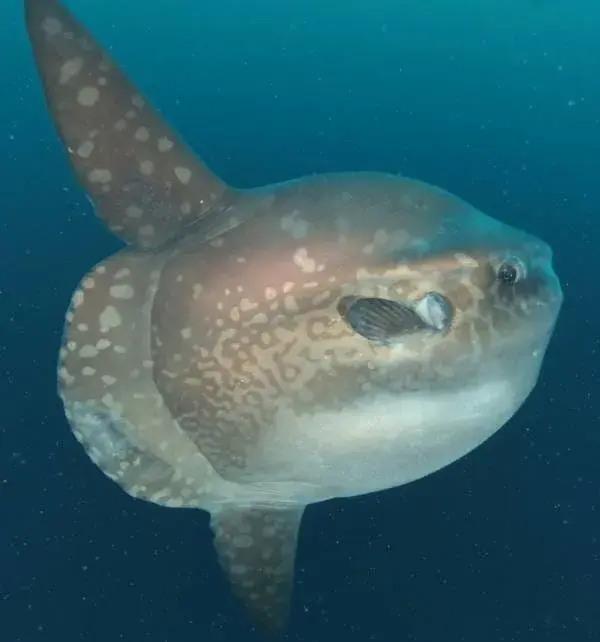 在努沙佩尼达(Nusa Penida)海域拍摄,一条圆胖的翻车鱼靠近镜头在深蓝海水中缓慢游动,身上有淡褐色斑点。