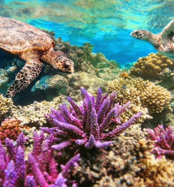 两只海龟在努沙佩尼达（Nusa Penida）清澈海水中游动，靠近多彩珊瑚和紫色海扇觅食的画面