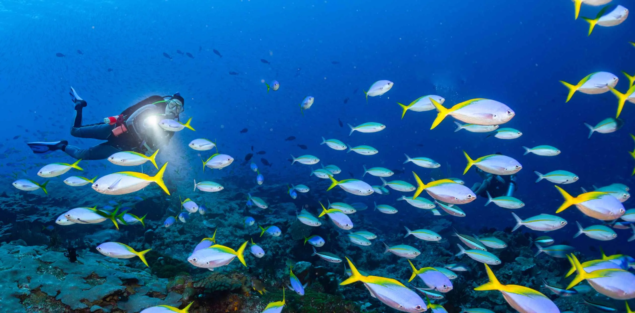 潜水员在 Nusa Penida 海域用手电照亮一群黄色尾鳍的热带鱼，周围深蓝色海水和珊瑚海底背景。