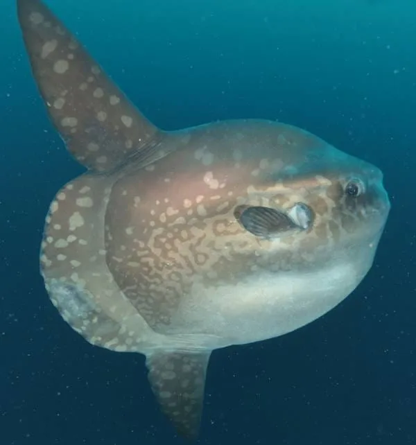 在努沙佩尼达（Nusa Penida）海域拍摄，一条圆胖的翻车鱼靠近镜头在深蓝海水中缓慢游动，身上有淡褐色斑点。