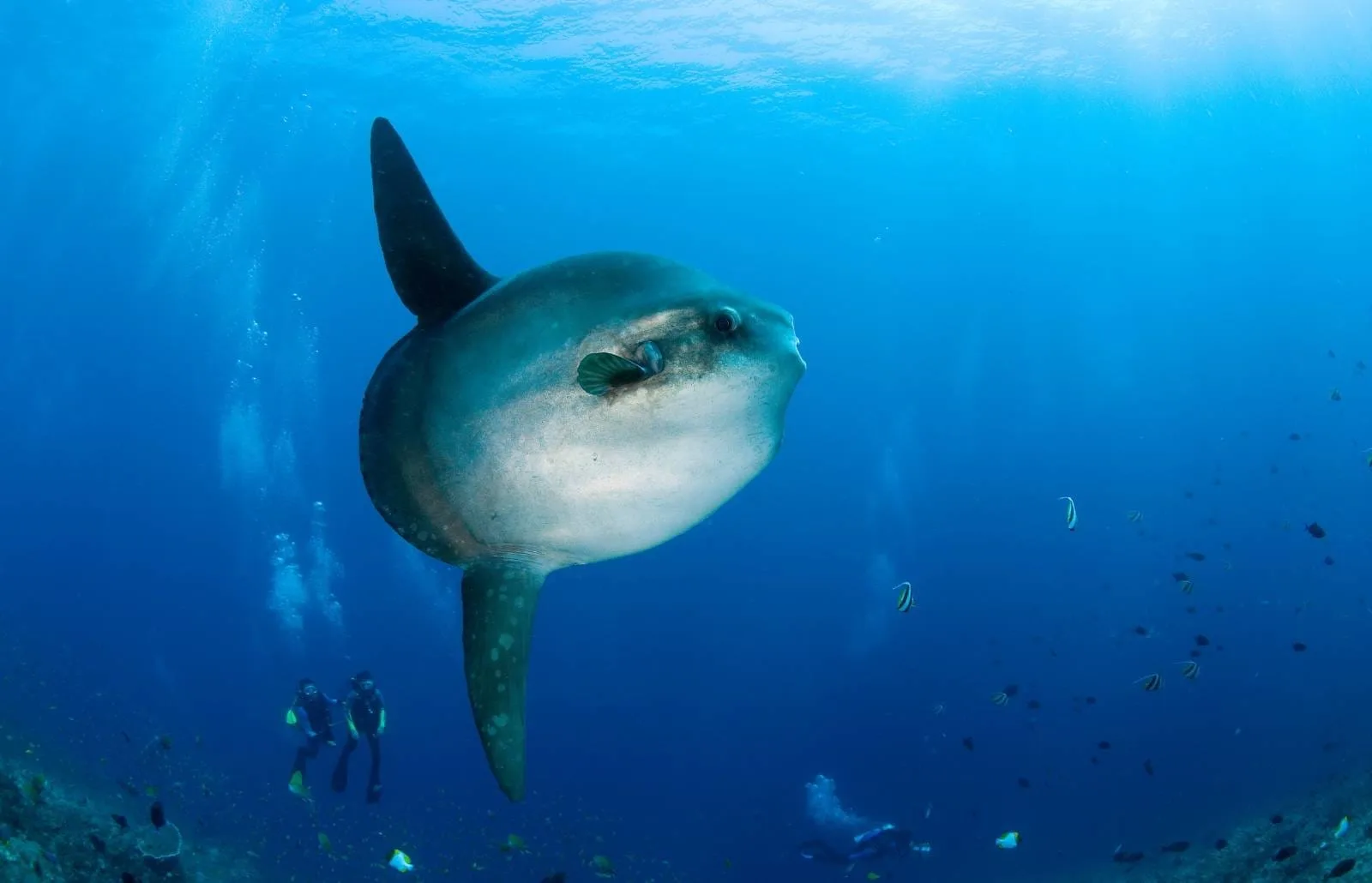 潜水员在Nusa Penida近海与一只巨大的翻车鱼（Mola mola）并排行进，蓝色海水中可见小鱼和气泡背景。