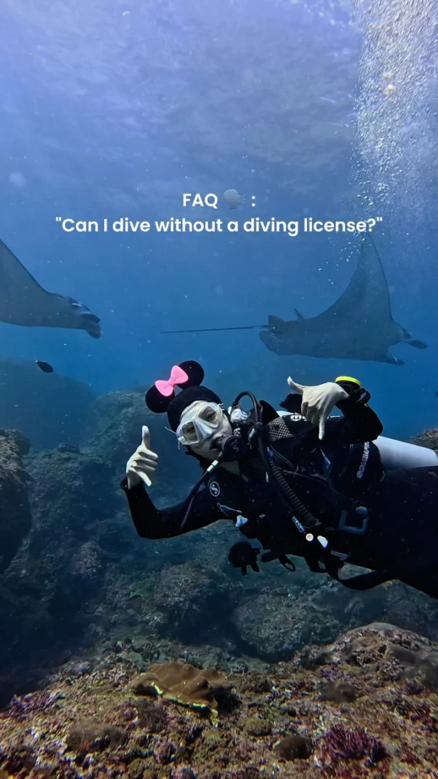 Can you scuba dive without a license? 🤿 Yes! Discover Scuba Diving is made for beginners with no certification or experience
.
Ready to discover what’s beneath the surface? 🌊🪸Book your Discover Scuba Diving with us today!
.
#LegendDiving
📍Nusa Penida - Nusa Lembongan - Komodo 🇮🇩
.
#discoverscubadiving #trydiving #trydivebali #beginnerdiver